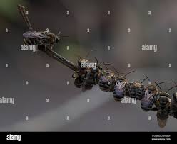 Image result for Lipotriche