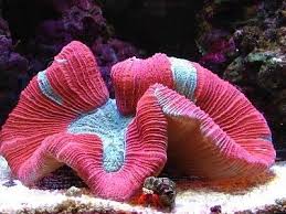 Pick your favorite invitation design from our amazing selection or create your own from scratch! 15 Easy Saltwater Aquarium Reef Corals Underwater Plants Brain Coral Saltwater Aquarium