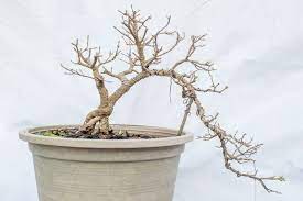 Ich habe mir etwa vor zwei monaten einen kleinen ficus bonsai gekauft. Bonsai Verliert Blatter Was Kann Man Dagegen Tun Plantura