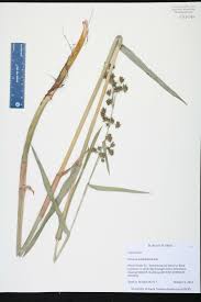 Image result for Fuirena abnormalis