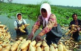 Check spelling or type a new query. Anim Agro Technology Rizom Dan Akar Lotus Apa Khasiatnya
