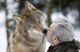 The red wolf is between the size of a gray wolf and a coyote. Um Were You Aware That Wolves Are Really Fucking Huge