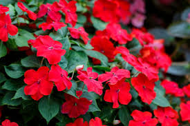 Image result for Impatiens wallerana