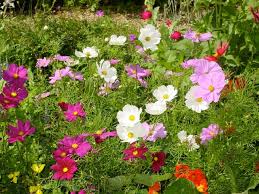 Where to plant cosmos in garden. Enjoy The Old Fashioned Appeal Of Garden Cosmos