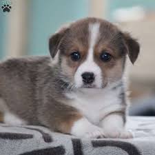 2,645 likes · 163 talking about this. Russel Pembroke Welsh Corgi Puppy For Sale In Virginia