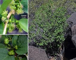 Image result for Erythrococca trichogyne