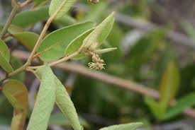 Image result for Croton polytrichus