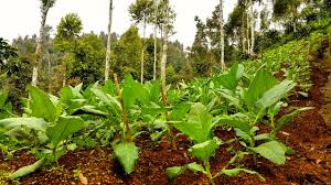 Maybe you would like to learn more about one of these? Kala Petani Temanggung Beralih Tanam Dari Tembakau Ke Kopi Dan Sayuran Bagian 1 Mongabay Co Id Mongabay Co Id