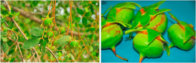 Image result for Sonneratiaceae