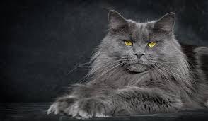 Maine Coon Kedisi Kedi Forum