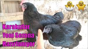 Australorp Tavuklari Ile Hasbihal Kuluckalik Australorp Yumurtalari Haz 2020 Tavuk Hayvan Yumurta