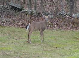 10x handed me a small bag of old potatoes and said to put them in the scrub oak so the deer will eat them. What Don T They Eat Cosmos And Cleome
