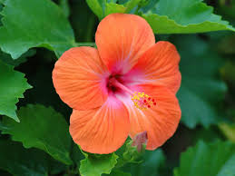 Hibiscus flowers images and stock photos. Hibiscus Wallpapers Top Free Hibiscus Backgrounds Wallpaperaccess