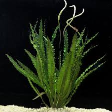 Image result for Aponogeton stuhlmannii