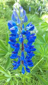 Pin On Flowers