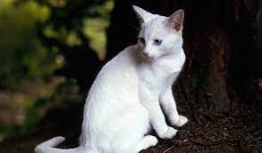 In all, the breed standard allows more than 80 acceptable american shorthair colors and patterns. Oriental Cat Breed Information