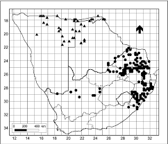 Image result for Combretum engleri