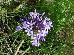 Image result for Pentanisia