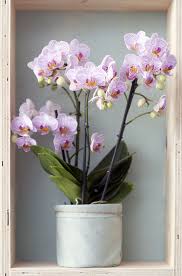 The Phalaenopsis Is The Orchid Of The Month Remember That Your Orchid Loves Light Spaces But Shouldn T Be In Direc Huisplanten Orchideeen Bloemen Versieringen