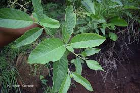 Image result for Pavetta sp. F