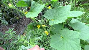 Growing cucumbers is easy in containers or garden. 3 Vertical Ways To Grow Cucumbers And Save Space Youtube