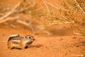 White Tailed Antelope Squirrel Photos California Stock Photos Desert Animals North American Wildlife Prarie Dog