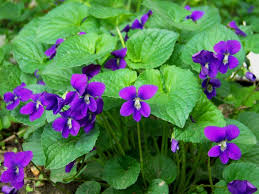 We've compiled a list of 62 types of purple flowers below. Wild Violets Care How To Grow Wild Violet Plants Violet Plant Violet Flower Sweet Violets