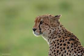 Cheetah Toeholdphototravel Travel Nature Wildlife Wildlifephotography Animals Naturephotography P Wildlife Photography Animals Nature Photography