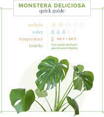 Monstera Care Guide Growing Information And Tips Proflowers House Plant Care Plant Care Houseplant Plant Care