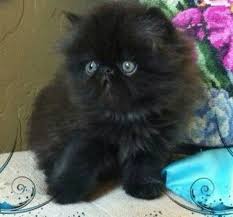 Fluffy Black And White Cat With Blue Eyes
