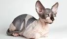 The Sphynx Cat - thecatsite