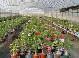 Merupakan salah satu tanaman hias yang eksotis. Pin On Adenium