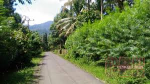 Selain itu, harga yang lebih tinggi menjadi kelebihan tersendiri sehingga dimanfaatkan oleh banyak pihak untuk dijadikan bisnis yang menghasilkan. Warga Penengahan Pertahankan Tanaman Pagar Hidup Multifungsi Cendana News