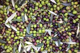 Comment Bien Choisir Son Huile D Olive Dans Le Commerce Huile D Olive Olives Huile