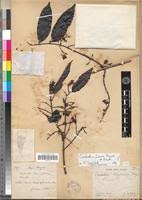 Image result for Combretum fuscum