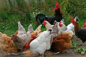 what to feed chickens to get the best eggs what to feed chickens chickens backyard best egg laying chickens