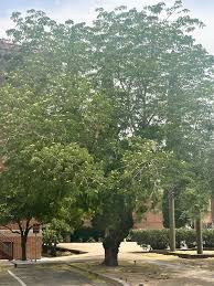 Image result for Albizia lebbeck