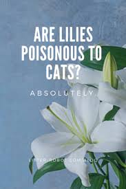 We don't know what makes the lily toxic, but we do know that all parts of the lily plant are harmful to cats. Are Lilies Poisonous To Cats Absolutely Litter Robot Blog