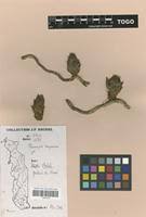 Image result for Thonningia