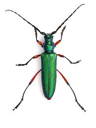 Image result for Buchnera usuiensis