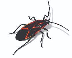The listing below showcases common insects with the colors black and orange associated with them and found throughout the united states, canada, and mexico. Get Rid Of Box Elder Bugs In Houses Infestation Control