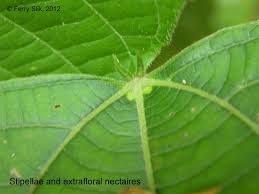 Image result for Alchornea hirtella