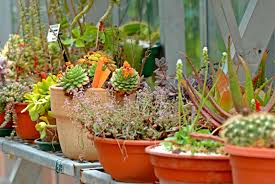 Les jardins botaniques des facultés de pharmacie sont à l'heure actuelle les seuls lieux où l'on peut observer des végétaux choisis pour leur intérêt pharmaceutique (plantes aromatiques, médicinales. Le Jardin Botanique Henri Gaussen Jardin Universitaire De Toulouse Echosciences Sud