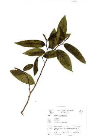 Image result for Shirakiopsis