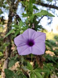 Image result for Ipomoea tuberculata