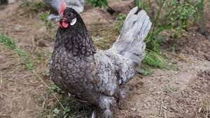 First, the obvious, they're blue (which is really more like a pretty gray). Blue Andalusian Chickens Blue Feathers White Eggs Youtube