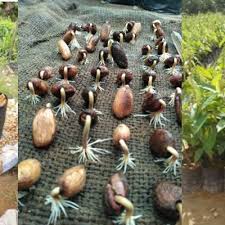 Untuk benihnya sendiri, anda dapat menggunakan biji durian montong langsung ataupun membelinya di toko. Banyak Kali Tanam Tapi Tidak Tumbuh Begini Cara Semai Biji Durian Yang Betul