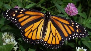 Check spelling or type a new query. The Monarch Butterfly Decline And What You Can Do About It