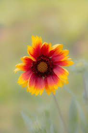 Photo Sun Flower By Noy Saylakham On 500px Indian Blanket Flower Watercolor Flowers Indian Blanket Flower Pretty Flowers