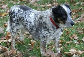 Maybe you would like to learn more about one of these? 27 Best Australian Shepherd Mixes Mixed Aussies